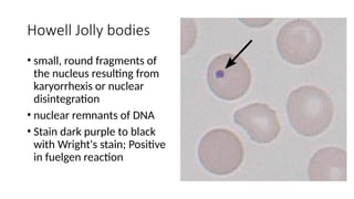 Howell Jolly Rbc Erythrocyte-Morphology-and-Inclusions 2 (2).pptx