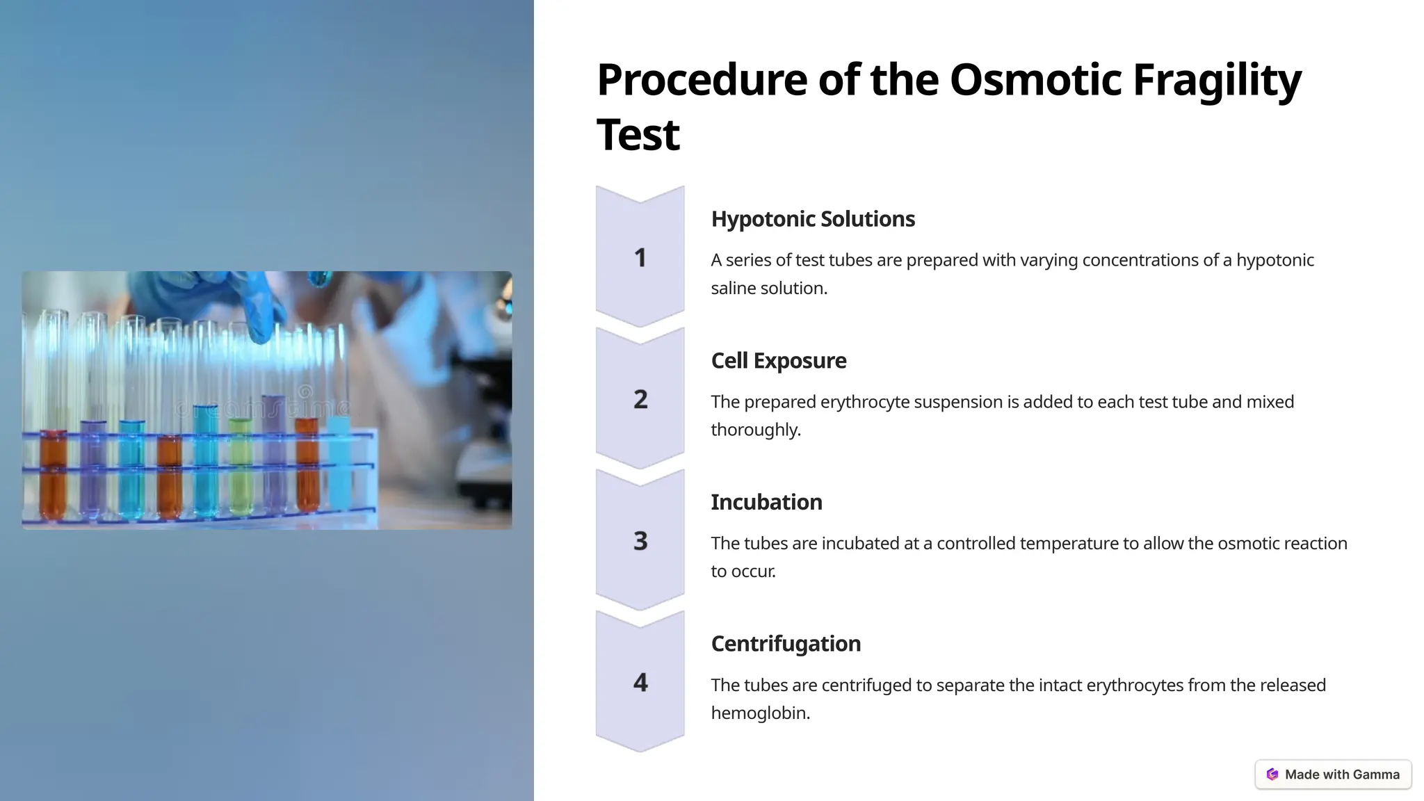 Procedure of the Osmotic Fragility
Test
Hypotonic Solutions
A series of test tubes are prepared with varying concentrations of a hypotonic
saline solution.
Cell Exposure
The prepared erythrocyte suspension is added to each test tube and mixed
thoroughly.
Incubation
The tubes are incubated at a controlled temperature to allow the osmotic reaction
to occur.
Centrifugation
The tubes are centrifuged to separate the intact erythrocytes from the released
hemoglobin.
 