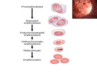 Erythrocytes | PPTX