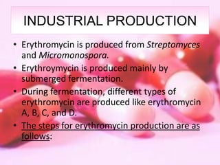 INDUSTRIAL PRODUCTION
• Erythromycin is produced from Streptomyces
and Micromonospora.
• Erythroymycin is produced mainly by
submerged fermentation.
• During fermentation, different types of
erythromycin are produced like erythromycin
A, B, C, and D.
• The steps for erythromycin production are as
follows:
 