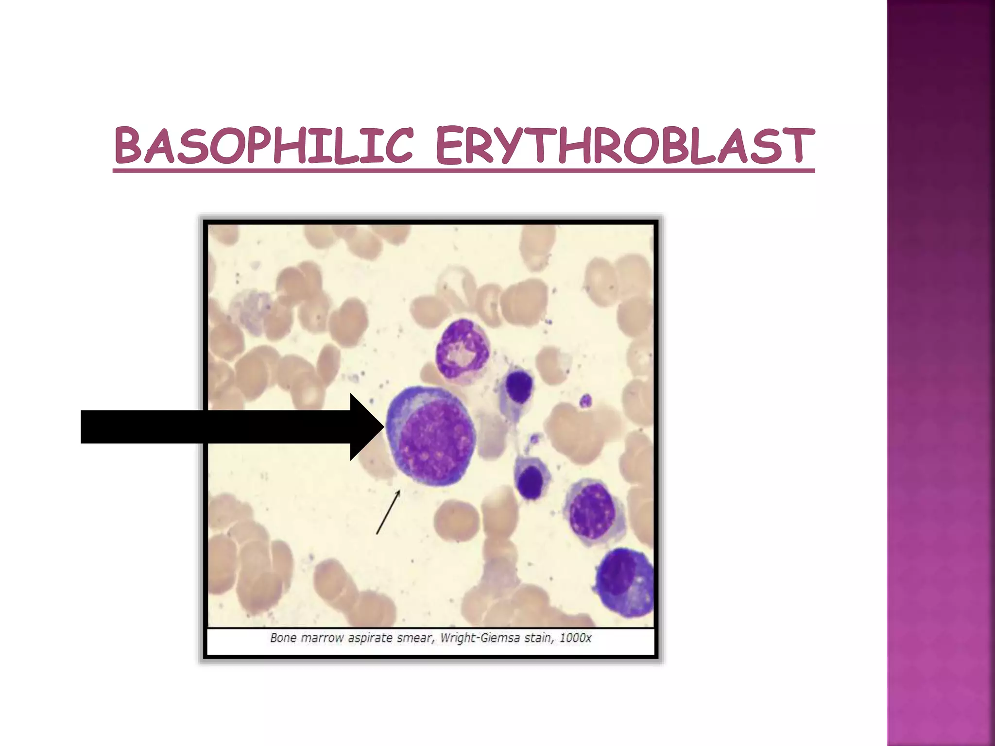erythropoiesis-pptx