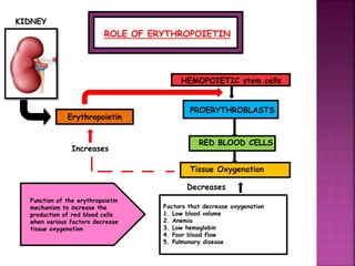 Erythropoiesis | PPTX