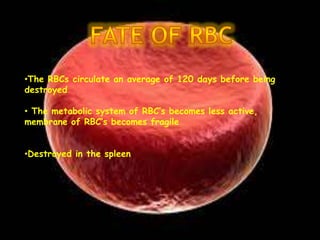 Spleen Rbc Erythropoiesis | PPTX