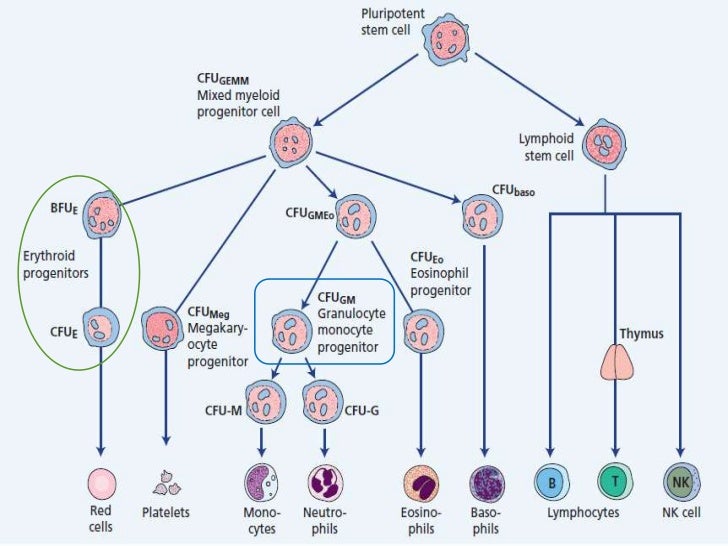 Erythropoiesis