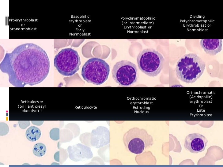 microscope for diagram Erythropoiesis microscope for diagram Erythropoiesis