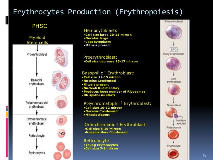 formation v chart Erythropoiesis
