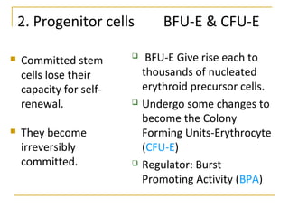 2. Progenitor cells BFU-E & CFU-E
 BFU-E Give rise each to
thousands of nucleated
erythroid precursor cells.
 Undergo some changes to
become the Colony
Forming Units-Erythrocyte
(CFU-E)
 Regulator: Burst
Promoting Activity (BPA)
 Committed stem
cells lose their
capacity for self-
renewal.
 They become
irreversibly
committed.
 