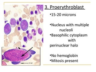 3. Proerythroblast
•15-20 microns
•Nucleus with multiple
nucleoli
•Basophilic cytoplasm
with
perinuclear halo
•No hemoglobin
•Mitosis present
 