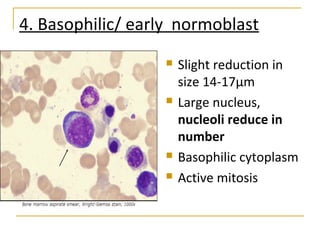 4. Basophilic/ early normoblast
 Slight reduction in
size 14-17µm
 Large nucleus,
nucleoli reduce in
number
 Basophilic cytoplasm
 Active mitosis
 