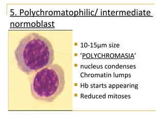 5. Polychromatophilic/ intermediate
normoblast
 10-15µm size
 ’POLYCHROMASIA’
 nucleus condenses
Chromatin lumps
 Hb starts appearing
 Reduced mitoses
 