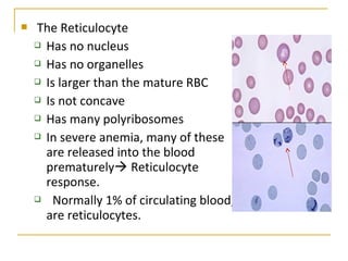  The Reticulocyte
 Has no nucleus
 Has no organelles
 Is larger than the mature RBC
 Is not concave
 Has many polyribosomes
 In severe anemia, many of these
are released into the blood
prematurely Reticulocyte
response.
 Normally 1% of circulating blood,
are reticulocytes.
 