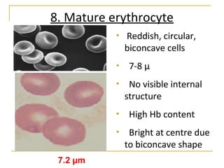 8. Mature erythrocyte
• Reddish, circular,
biconcave cells
• 7-8 µ
• No visible internal
structure
• High Hb content
• Bright at centre due
to biconcave shape
7.2 µm
 