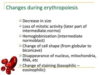 Changes during erythropoiesis
 Decrease in size
 Loss of mitotic activity (later part of
intermediate.normo)
 Hemoglobinization (intermediate
normoblast)
 Change of cell shape (from globular to
biconcave)
 Disappearance of nucleus, mitochondria,
RNA, etc
 Change of staining (basophilic –
eosinophilic)
 