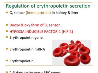 Regulation of erythropoietin secretion
 O2 sensor (heme protein) in kidney & liver
 Deoxy & oxy form of O2 sensor
 HYPOXIA INDUCIBLE FACTOR-1 (HIF-1)
 Erythropoietin gene
 Erythropoietin mRNA
 Erythropoietin
 