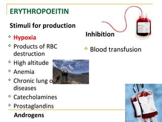 ERYTHROPOEITIN
Stimuli for production
 Hypoxia
 Products of RBC
destruction
 High altitude
 Anemia
 Chronic lung or heart
diseases
 Catecholamines
 Prostaglandins
Androgens
Inhibition
 Blood transfusion
 