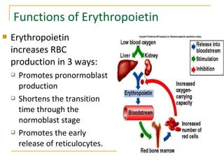 Functions of Erythropoietin
 Erythropoietin
increases RBC
production in 3 ways:
 Promotes pronormoblast
production
 Shortens the transition
time through the
normoblast stage
 Promotes the early
release of reticulocytes.
 