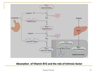 Absorption of Vitamin B12 and the role of Intrinsic factorAbsorption of Vitamin B12 and the role of Intrinsic factor
43Namrata Chhabra
 