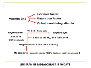 LIFE SPAN OF MEGALOBLAST IS 40 DAYS
 