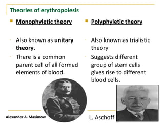 Theories of erythropoiesis
 Monophyletic theory
- Also known as unitary
theory.
- There is a common
parent cell of all formed
elements of blood.
 Polyphyletic theory
- Also known as trialistic
theory
- Suggests different
group of stem cells
gives rise to different
blood cells.
Alexander A. Maximow L. Aschoff
 