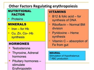 Other Factors Regulating erythropoiesis
NUTRITIONALNUTRITIONAL
FACTORFACTOR
 ProteinsProteins
VITAMINSVITAMINS
 B12 & folic acid – forB12 & folic acid – for
synthesis of DNAsynthesis of DNA
 Riboflavin – Normal BMRiboflavin – Normal BM
divisiondivision
 Pyridoxine – HemePyridoxine – Heme
synthesissynthesis
 Vitamin C – absorption ofVitamin C – absorption of
Fe from gutFe from gut
MINERALSMINERALS
 Iron – for HbIron – for Hb
 Cu, Zn, Co– HbCu, Zn, Co– Hb
synthesissynthesis
HORMONESHORMONES
 TestosteroneTestosterone
 Thyroxine, AdrenalThyroxine, Adrenal
hormoneshormones
 Pituitary hormones –Pituitary hormones –
stimulatestimulate
ErythropoietinErythropoietin
NEURAL
Stimulation of Hypothalamus
↑ RBC production
 