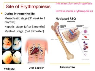 Site of Erythropoiesis
 During intrauterine life
Mesoblastic stage (3rd
week to 3
months)
Hepatic stage (after 3 months)
Myeloid stage (3rd trimester)
Intravascular erythropoiesis
Extravascular erythropoiesis
Nucleated RBCs
Yolk sac Liver & spleen Bone marrow
 