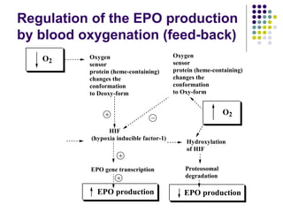 Regulation of the EPO production
by blood oxygenation (feed-back)
O2
Oxygen
sensor
protein (heme-containing)
changes the
conformation
to Deoxy-form
HIF
(hypoxia inducible factor-1)
O2
Hydroxylation
of HIF
EPO gene transcription
EPO production
Proteosomal
degradation
EPO production
Oxygen
sensor
protein (heme-containing)
changes the
conformation
to Oxy-form
 