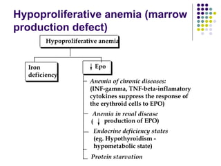 Hypoproliferative anemia (marrow
production defect)
Iron
deficiency
Epo
Anemia of chronic diseases:
(INF-gamma, TNF-beta-inflamatory
cytokines suppress the response of
the erythroid cells to EPO)
Anemia in renal disease
production of EPO)(
Endocrine deficiency states
(eg. Hypothyroidism -
hypometabolic state)
Protein starvation
Hypoproliferative anemia
 