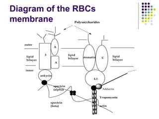 Diagram of the RBCs
membrane
3
A
A
stomatin C
4.1
ankyrin
actin
spectrin
(alpha)
spectrin
(beta)
outer
inner
lipid
bilayer
lipid
bilayer
lipid
bilayer
Polysaccharides
Tropomyosin
Adductin
 