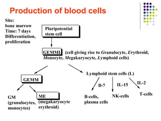Production of blood cells
Pluripotential
stem cell
GEMML (cell giving rise to Granulocyte, Erythroid,
Monocyte, Megakaryocyte, Lymphoid cells)
Site:
bone marrow
Time: 7 days
Differentiation,
proliferation
Lymphoid stem cells (L)
IL-2
T-cells
IL-15
NK-cells
Il-7
B-cells,
plasma cells
GEMM
ME
(megakaryocyte
erythroid)
GM
(granulocytes,
monocytes)
 