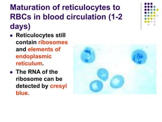 Maturation of reticulocytes to
RBCs in blood circulation (1-2
days)
 Reticulocytes still
contain ribosomes
and elements of
endoplasmic
reticulum.
 The RNA of the
ribosome can be
detected by cresyl
blue.
 