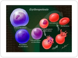 Erythropoiesis