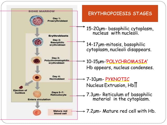 Erythropoiesis | PDF | Endocrine and Metabolic Diseases | Diseases and ...