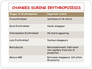 Erythropoiesis