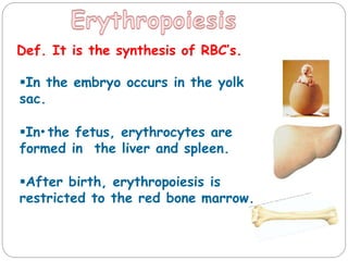 Erythropoiesis