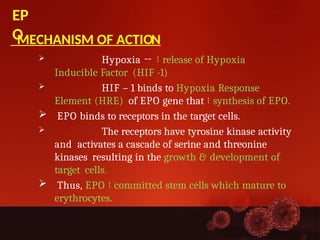 Comprehensive Overview of Erythropoiesis: Stages, Cells, and Regulation ...