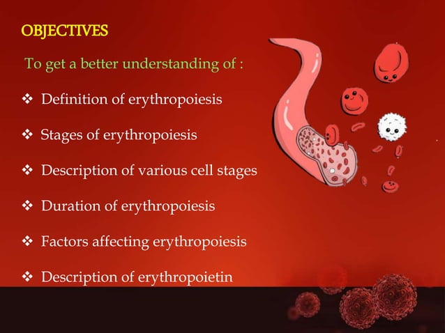 Erythropoiesis | PPTX | Blood Disorders | Diseases and Conditions