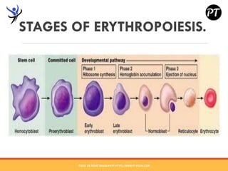 Erythropoiesis - Dr Rohit Bhaskar | PDF