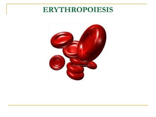ERYTHROPOIESIS
 