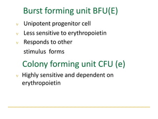 Burst forming unit BFU(E)
 Unipotent progenitor cell
 Less sensitive to erythropoietin
 Responds to other
stimulus forms
Colony forming unit CFU (e)
 Highly sensitive and dependent on
erythropoietin
 
