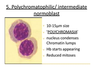 5. Polychromatophilic/ intermediate
normoblast
 10-15µm size
 ’POLYCHROMASIA’
 nucleus condenses
Chromatin lumps
 Hb starts appearing
 Reduced mitoses
 