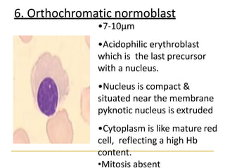 6. Orthochromatic normoblast
•7-10µm
•Acidophilic erythroblast
which is the last precursor
with a nucleus.
•Nucleus is compact &
situated near the membrane
pyknotic nucleus is extruded
•Cytoplasm is like mature red
cell, reflecting a high Hb
content.
•Mitosis absent
 