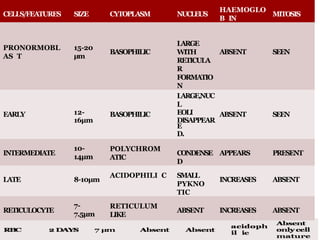 CELLS/FEATURES SIZE CYTOPLASM NUCLEUS
HAEMOGLO
B IN
MITOSIS
PRONORMOBL
AS T
15-20
μm
BASOPHILIC
LARGE
WITH
RETICULA
R
FORMATIO
N
ABSENT SEEN
LARGE,NUC
L
EARLY 12- BASOPHILIC EOLI ABSENT SEEN
16μm DISAPPEAR
E
D.
INTERMEDIATE
10-
14μm
POLYCHROM
ATIC
CONDENSE
D
APPEARS PRESENT
LATE 8-10μm
ACIDOPHILI C SMALL
PYKNO
TIC
INCREASES ABSENT
RETICULOCYTE
7-
7.5μm
RETICULUM
LIKE
ABSENT INCREASES ABSENT
 