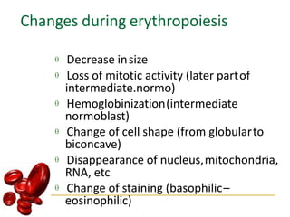 Changes during erythropoiesis
 Decrease insize
 Loss of mitotic activity (later partof
intermediate.normo)
 Hemoglobinization(intermediate
normoblast)
 Change of cell shape (from globularto
biconcave)
 Disappearance of nucleus,mitochondria,
RNA, etc
 Change of staining (basophilic–
eosinophilic)
 