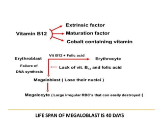 LIFE SPAN OF MEGALOBLAST IS 40 DAYS
 