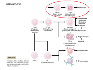 HAEMOPOIESIS
 