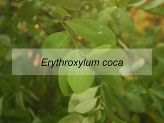 Erythroxylum coca 