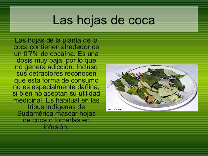 Erythroxylum Coca Adrian Fino