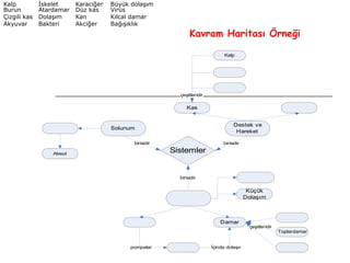 Kavram Haritası Örneği Kalp  İskelet  Karaciğer  Büyük dolaşım Burun Atardamar  Düz kas  Virüs Çizgili kas  Dolaşım  Kan  Kılcal damar Akyuvar Bakteri  Akciğer  Bağışıklık 