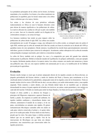 Cebra 30
La única imagen existente de un quagga en vida. Se
trata de la única subespecie extinta de cebra, y
desapareció a finales del siglo XIX.
Los predadores principales de las cebras son los leones, las hienas
manchadas y los cocodrilos. Los leones y las cebras mantienen sus
poblaciones en equilibrio, pues los leones matan antes a las cebras
viejas o enfermas que a las sanas y fuertes.
Las armas y las técnicas de caza primitivas utilizadas
tradicionalmente en África no eran lo bastante eficientes como
para afectar de manera significativa a las poblaciones de cebras.
Los nativos africanos las cazaban no sólo por su piel, sino también
por su carne. Aun así, la situación cambió con la llegada de los
colonizadores europeos y sus armas de fuego.
Los humanos modernos han tenido un gran impacto sobre las
poblaciones de cebras desde el siglo XIX. Las cebras son cazadas
principalmente por su piel. El quagga o cuaga, una subespecie de la cebra común, se extinguió antes de acabar el
siglo XIX, mientras que la cebra de montaña del Cabo fue cazada casi hasta la extinción (en la década del 1930 ya
quedaban menos de cien ejemplares). Desde entonces, la población ha crecido hasta aproximadamente setecientos
individuos, gracias al esfuerzo para conservar la subespecie. Acualmente, ambas subespecies de la cebra de montaña
están protegidas en parques nacionales, pero todavía se encuentran en peligro.
La cebra de Grevy también está en peligro. La caza y la competición por parte del ganado han reducido
drásticamente la población. Debido al reducido tamaño de la población, los peligros ambientales, como por ejemplo
las sequías, fácilmente pueden afectar a la especie entera. Las cebras comunes son mucho más numerosas y tienen
una población sana. Aun así, esta especie también está amenazada por la caza y la modificación de los hábitats
provocada por la agricultura.
Evolución
Durante mucho tiempo se creyó que el primer antepasado directo de los équidos actuales era Hyracotherium, un
pequeño perisodáctilo del Eoceno inferior y medio de América del Norte y Eurasia, pero actualmente se le ha
clasificado dentro la familia de los paleotéridos, antepasados tanto de los équidos como de los brontoterios. Tenía un
tamaño similar al de los zorros (250-450 mm de alto), con una cabeza y un cuello relativamente cortos y una espalda
arqueada. Tenía cuarenta y cuatro dientes, con una fórmula dental típica de un mamífero que se alimenta
desmochando las ramas o la parte superior de la hierba: tres incisivos, un canino, cuatro premolares y tres molares en
cada lado del maxilar. Utilizaba sus muelas para moler las hojas blandas y los frutos de los que se alimentaba.
[10]
Esqueleto de Eohippus angustidens.
Cuando el clima cambió y se abrieron los bosques a
principios del Oligoceno, empezaron a aparecer llanuras de
hierba y prados. En respuesta al cambio del ambiente, los
équidos también cambiaron y desarrollaron dientes más
robustos, aumentaron el tamaño de su cuerpo y el de sus
patas, convirtiéndose en animales más rápidos. El género
norteamericano Mesohippus caminaba sobre tres dedos en
cada pata; todavía conservaba el primer y el quinto dedo,
pero no los usaba para andar. El tercer dedo era más fuerte y
pesado que los otros. Sus patas largas y esbeltas permiten
deducir que era un animal ágil y rápido. Una de las
innovaciones de Mesohippus era que tenía seis dientes
posteriores, una característica que conservarían todos los
équidos posteriores.
 