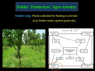 Fodder Production: Agro-forestry
Fodder crop- Plants cultivated for feeding to animals
(e.g. fodder maize, guiena grass etc)
 